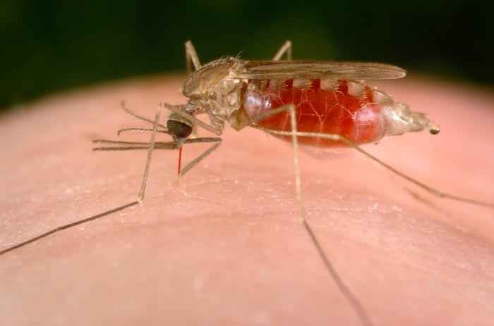 Resultado de imagen para Malaria