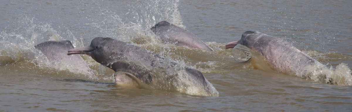 Delfines Lontra. Foto: Fernando Trujillo, Fundación Omacha