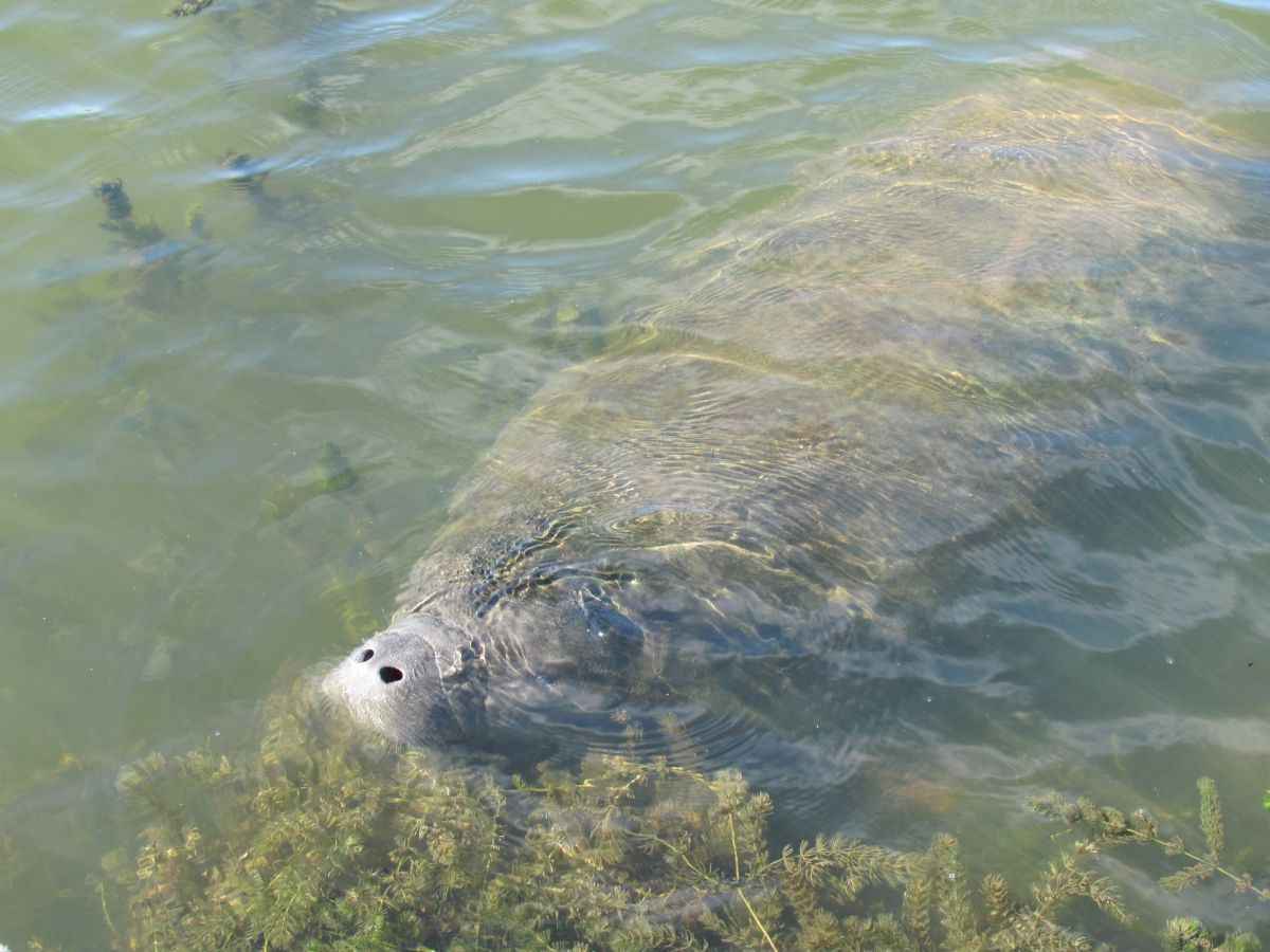 Manatí del Caribe, antillano o vaca marina. Foto: Fundación Omacha