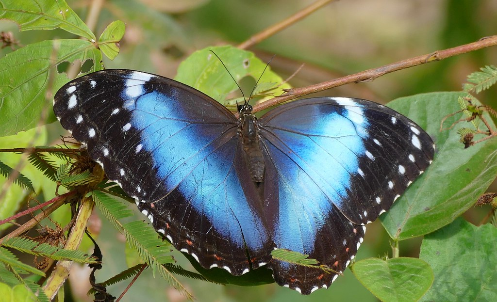 morpho helenor nueva