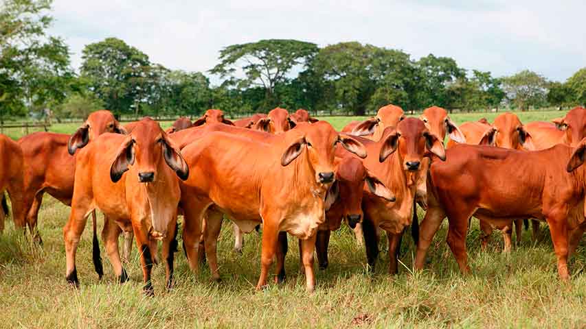 Venezuela: productores agropecuarios piden políticas para recuperar el sector