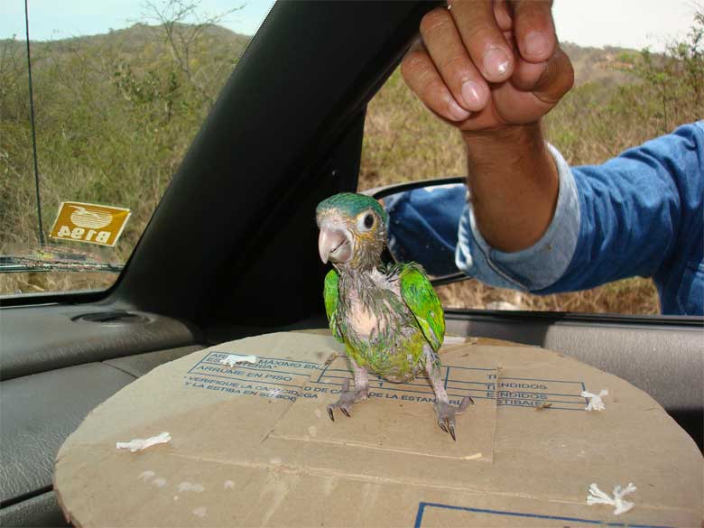 fauna silvestre tráfico