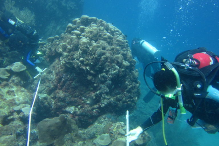 Las Orbicellas son fundamentales para la recuperación de arrecifes. Foto: Proyecto Orbicella