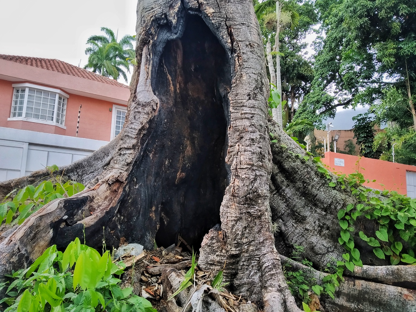 Caen los árboles en Caracas: ambientalistas alertan tala descontrolada
