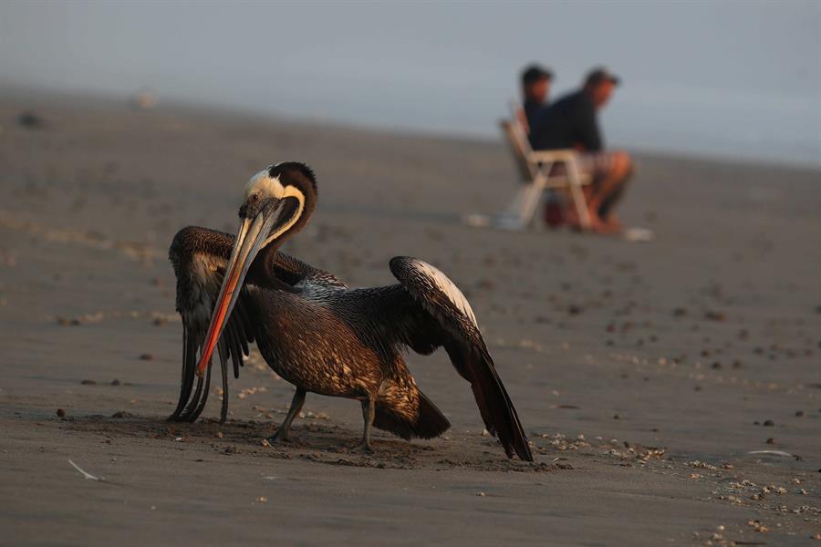 Más de 22 mil aves, en su mayoría pelícanos, han muerto en Perú por el virus | Foto: EFE/ Paolo Aguilar